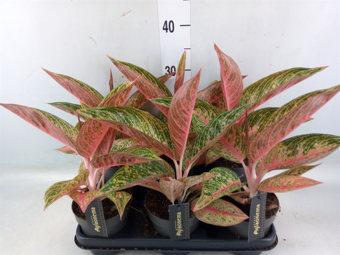 <h4>Aglaonema   ...</h4>