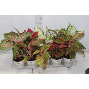 AGLAONEMA VARIADA P12