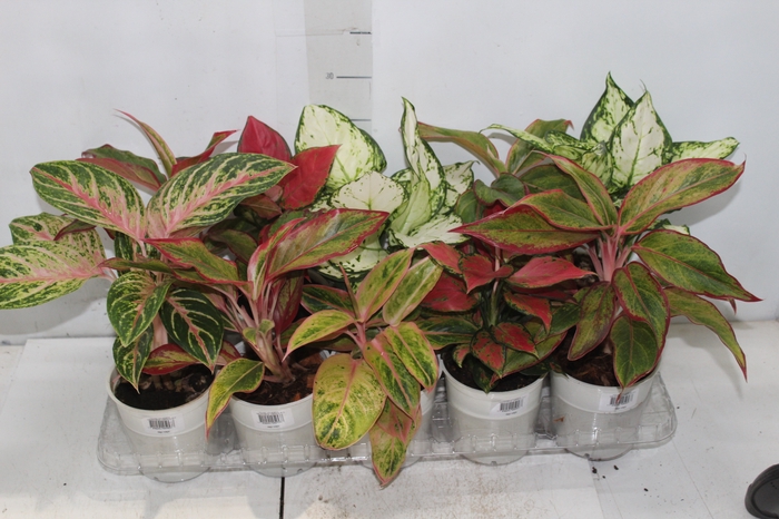 <h4>AGLAONEMA VARIADA P12</h4>