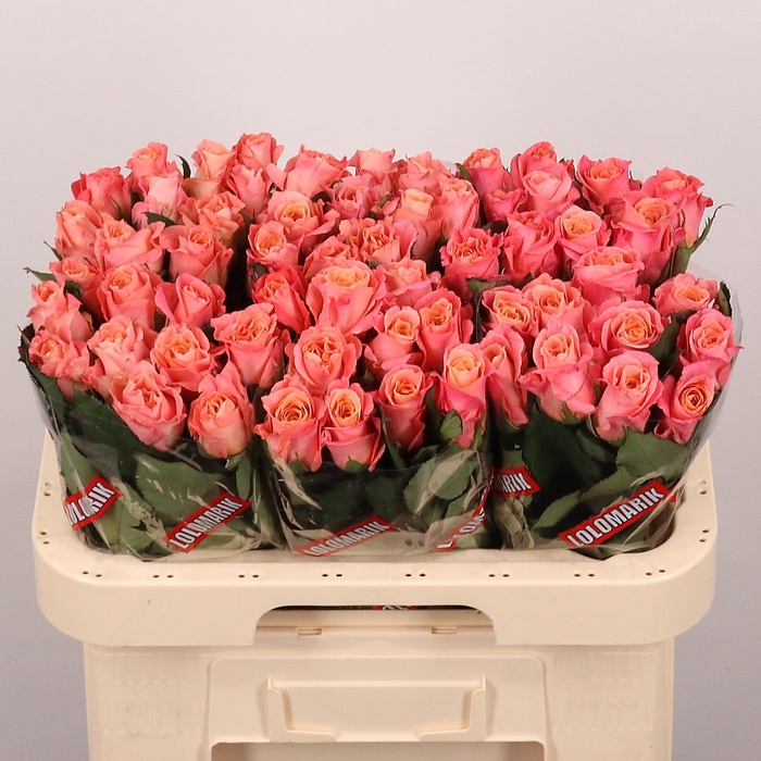 <h4>R GR MISS PIGGY+</h4>