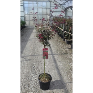 Acer palmatum