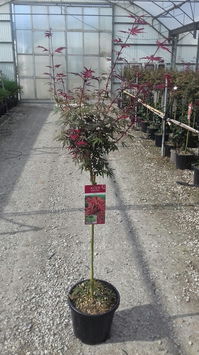 <h4>Acer palmatum</h4>