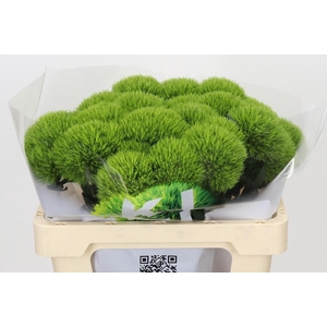 Dianthus Br Kiwi Mellow