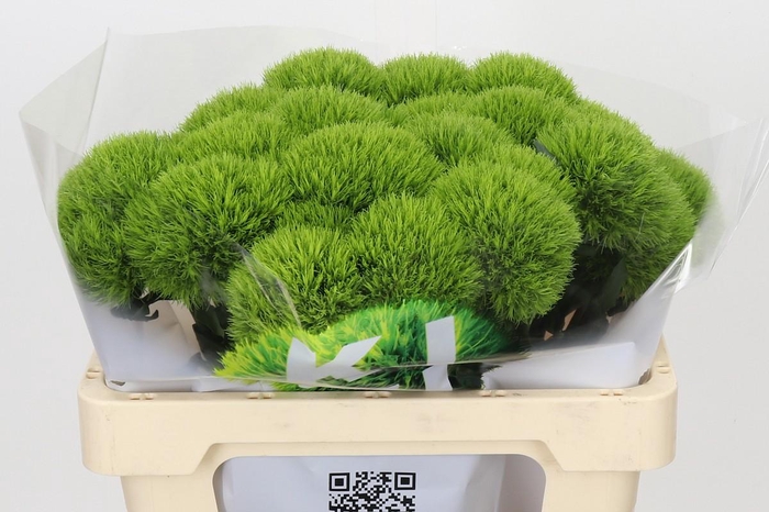 <h4>Dianthus Br Kiwi Mellow</h4>