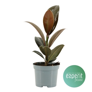 Ficus elastica Melany®