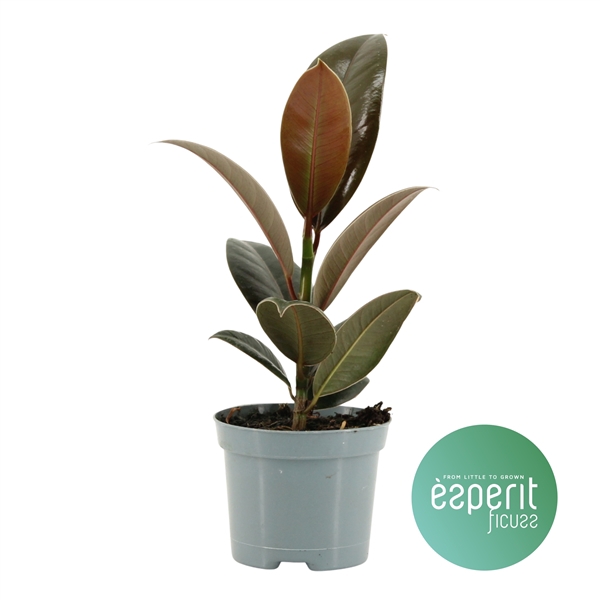 <h4>Ficus elastica Melany®</h4>