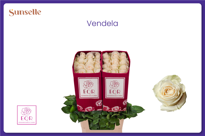 <h4>R GR VENDELA</h4>