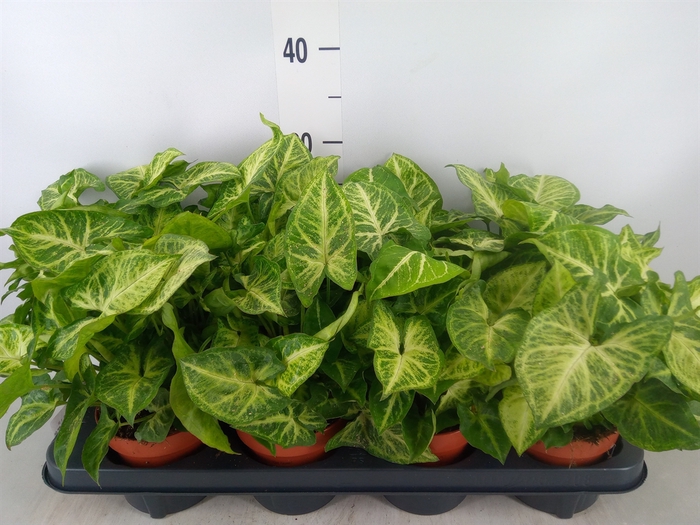 <h4>Syngonium  'Arrow'</h4>