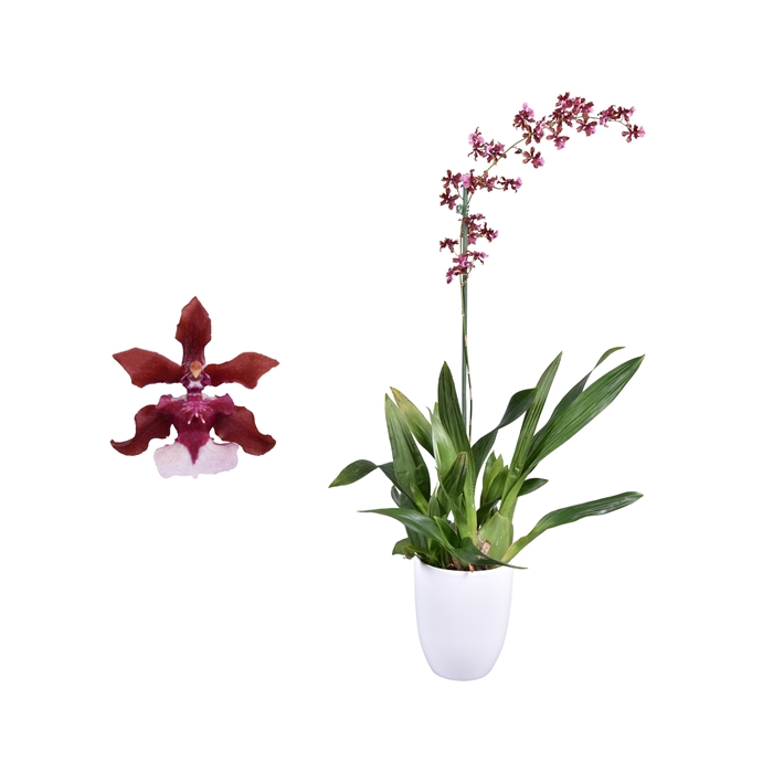 <h4>Oncidium Cherry Baby 1 tak met wit keramiek</h4>