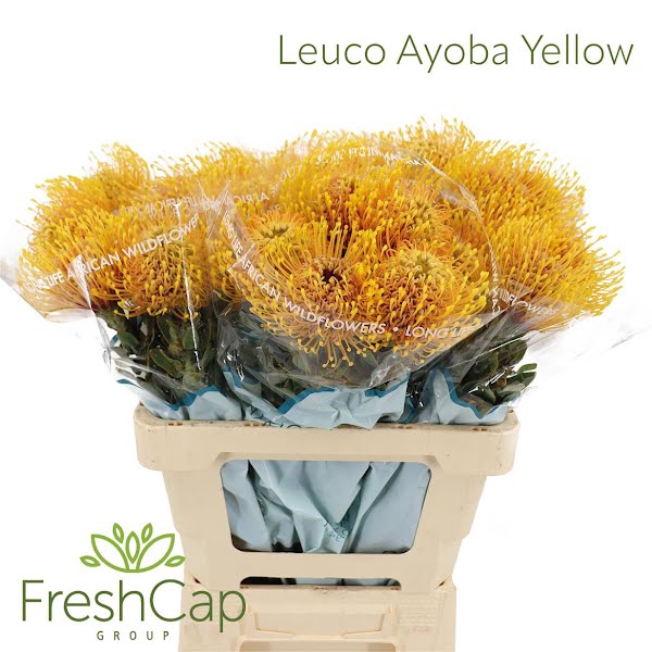 <h4>Leuco Ayoba Yellow</h4>