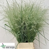GRAS PANIC VI DALL BLUES XXL