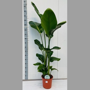 STRELITZIA NICOLAI
