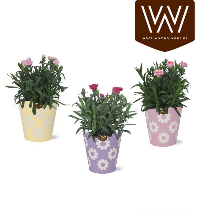 <h4>KAMERPL BLOEIEND GEM</h4>