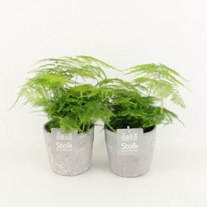 Asparagus in Stone Look pot