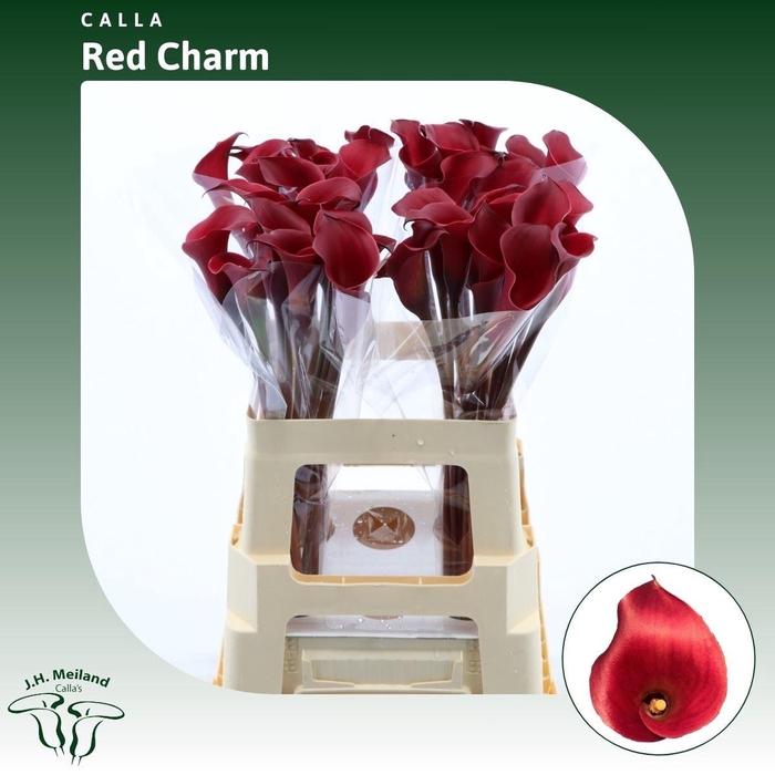 <h4>Calla Red Charm</h4>