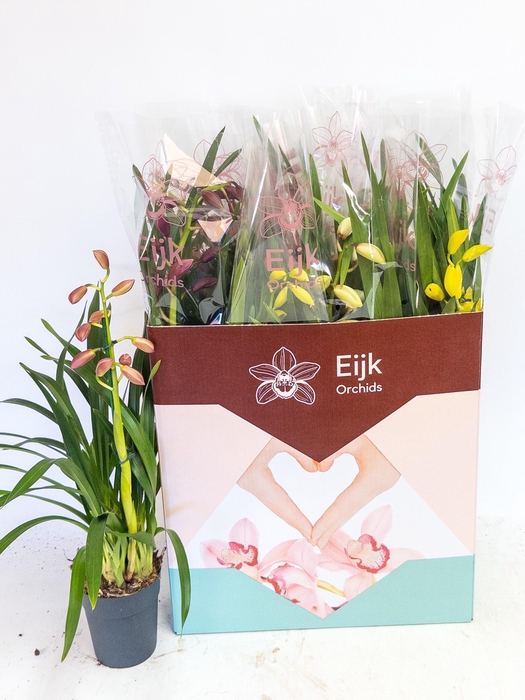 <h4>CYMB GEMENGD</h4>