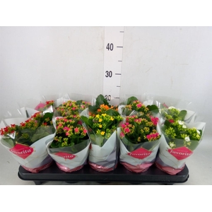 Kalanchoe blos.   ..mix 6