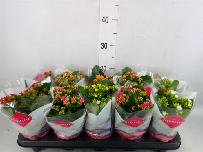 <h4>Kalanchoe blos. ..mix 6</h4>