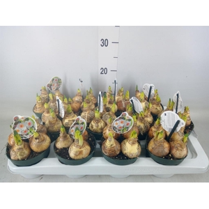 Narcissus taz. 'Geranium'