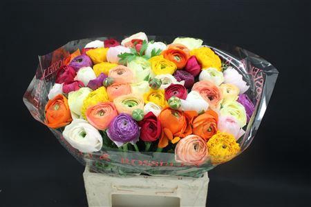 <h4>Cloni Extra Mix</h4>