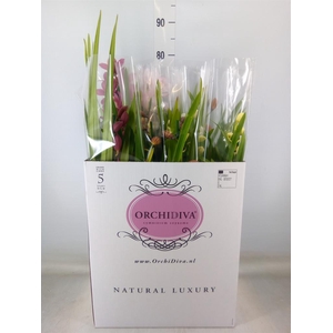 Cymbidium   ...mix