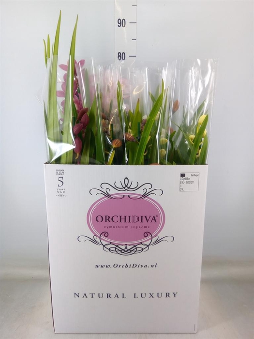 <h4>Cymbidium   ...mix</h4>