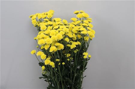 Chr T Stallion Yello