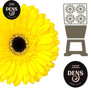 Gerbera Don Leo Diamond