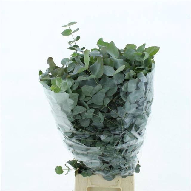 <h4>EUC CINEREA PER BOS</h4>