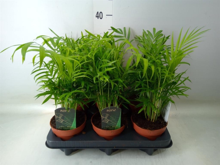 <h4>Chamaedorea elegans</h4>