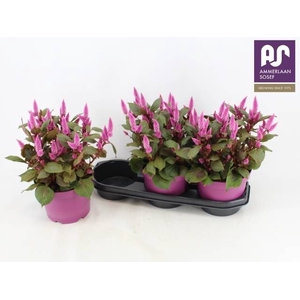 CEL WILD PINK