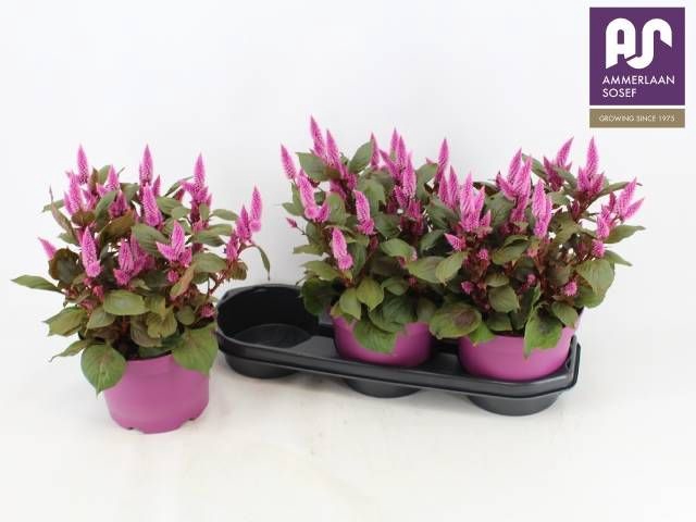 <h4>CEL WILD PINK</h4>