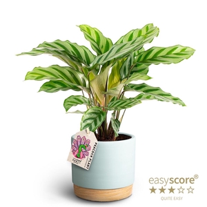 CALATHEA SPECIES P12