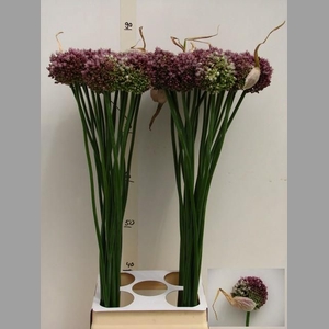 ALLIUM PURPL MYSTERY