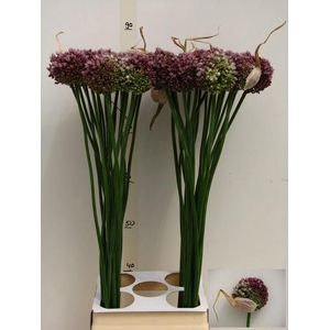 ALLIUM PURPL MYSTERY