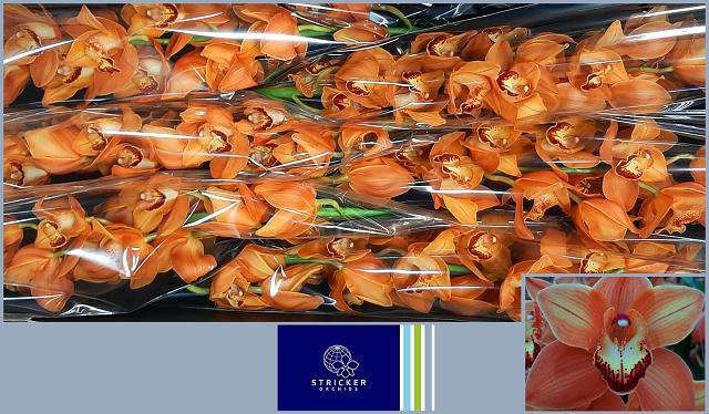 <h4>CYMB T MI BR ARANCIA</h4>