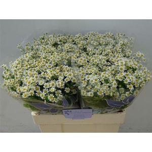 Tanacetum Single Vegmo