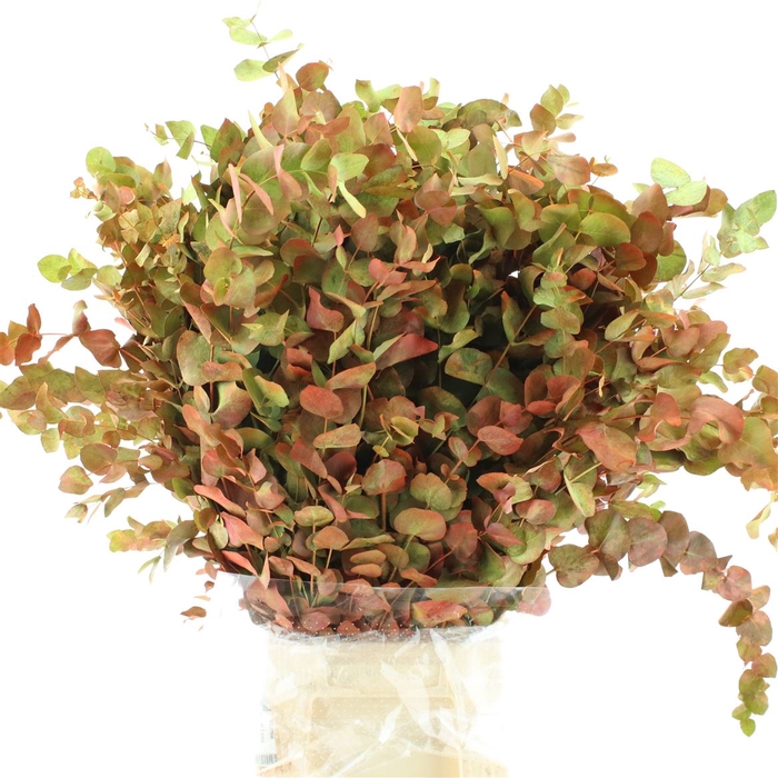 <h4>Euca Cinerea Abs Autumn Long 200 Gram</h4>