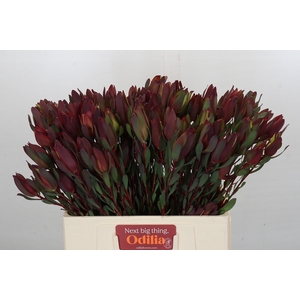 Leucadendron Senorita Spray