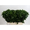 Ruscus Hypophyllum