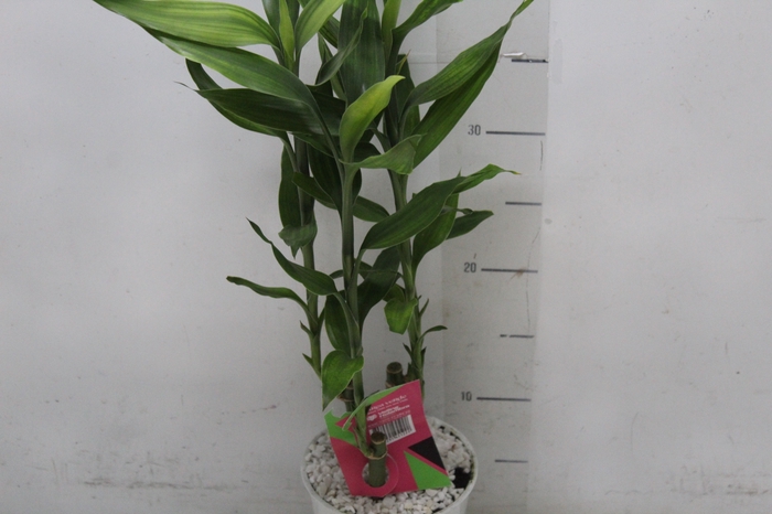 <h4>DRACENA LUCKY BAMBOO P12</h4>