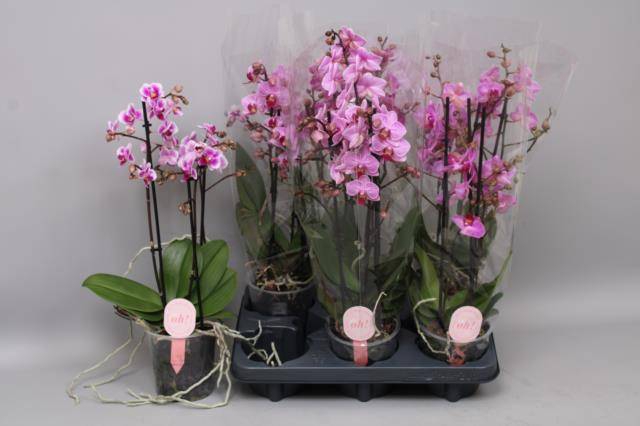 <h4>PHAL MF GEM 3 KL</h4>