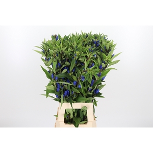 Genti Just Blue