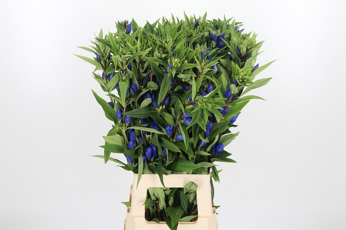 <h4>Genti Just Blue</h4>