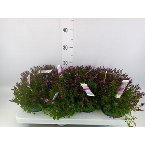 Campanula  'Ambella Pink'