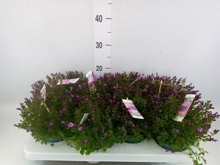 <h4>Campanula  'Ambella Pink'</h4>