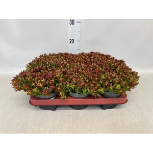 Sedum spurium