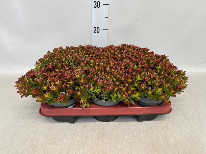 <h4>Sedum spurium</h4>