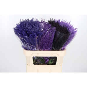 Solidago Kl Bh Purple Rain