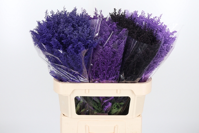 <h4>Solidago Kl Bh Purple Rain</h4>
